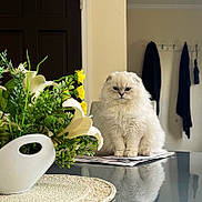 Frosty joined the competition — help win amazing prizes! cat, white_cat, fluffy, indoor, table, glass_table, flowers, vase, yellow_flowers, greenery, papers, coat_hooks, coats, reflection, domestic, pet, furniture, home_interior, still_life, portrait