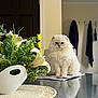cat, white_cat, fluffy, indoor, table, glass_table, flowers, vase, yellow_flowers, greenery, papers, coat_hooks, coats, reflection, domestic, pet, furniture, home_interior, still_life, portrait