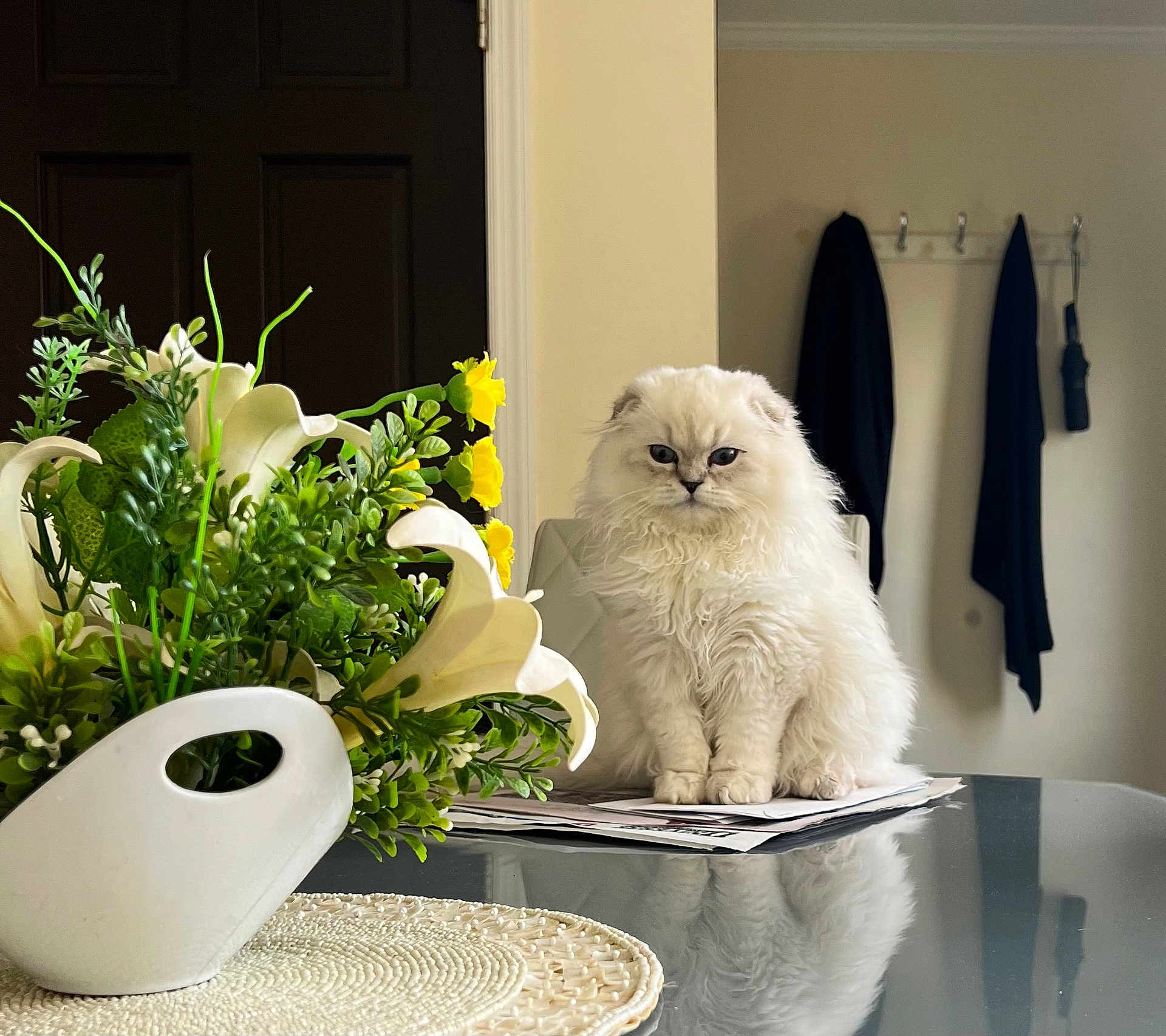 Frosty joined the competition — help win amazing prizes! cat, white_cat, fluffy, indoor, table, glass_table, flowers, vase, yellow_flowers, greenery, papers, coat_hooks, coats, reflection, domestic, pet, furniture, home_interior, still_life, portrait