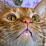 cat, orange_cat, close_up, golden_eyes, whiskers, feline, fur, pink_nose, open_mouth, tongue, portrait, macro, animal, pet, staring, dramatic, colorful_background, soft_focus, facial_expression, indoors