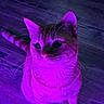 cat, animal, pet, feline, portrait, sitting, indoor, wood_floor, purple_lighting, neon, whiskers, ears, eyes, fur, face, close_up, front_view, cute, dramatic_lighting, photography
