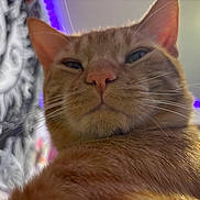 Dave The Cheese Wiz joined the competition — help win amazing prizes! cat, ginger_cat, orange_fur, feline, pet, animal, close_up, portrait, whiskers, ears, eyes, nose, sleepy, staring, indoor, colorful_lighting, purple_lights, patterned_background, fur, photography