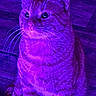 cat, tabby_cat, pet, animal, sitting, portrait, whiskers, ears, eyes, fur, striped_fur, purple_lighting, neon, indoor, wooden_floor, front_view, alert, cute, domestic_animal, photography