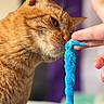 cat, orange_cat, pet, animal, feline, close_up, whiskers, ears, eyes, nose, fur, ginger, toy, blue_string, human_hand, indoors, portrait, playful, curious, photography
