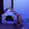 Dave The Cheese Wiz joined the competition — help win amazing prizes! cat, tabby_cat, pet, animal, sitting, indoors, cardboard_house, cat_house, decorated, flowers, curtains, butterfly, door, wall, floor, rug, wood_floor, blue_lighting, home_decor, portrait