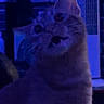 Dave The Cheese Wiz joined the competition — help win amazing prizes! cat, feline, pet, animal, portrait, close_up, sitting, upright, whiskers, ears, eyes, nose, fur, tabby, indoor, blue_lighting, dim_lighting, night, home, curious