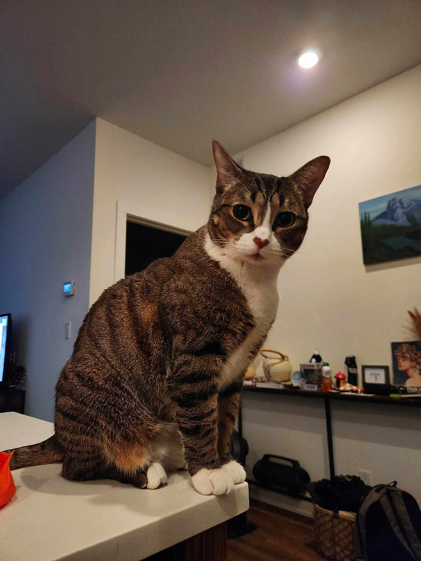 Mena is registered to the contest to win money with this photo: cat, tabby, indoor, counter, white_paws, curious, feline, pet, household, table, room, artwork, light, wall, floor, thermostat, television, furniture, domestic, animal