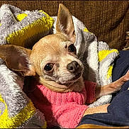 Littlegirl is registered to the contest to win money with this photo: dog, chihuahua, blanket, pink_sweater, cozy, indoor, pet, small_dog, curious, fur, ears, cute, snuggle, brown, eyes, nose, portrait, resting, warm, companion