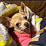 dog, chihuahua, blanket, pink_sweater, cozy, indoor, pet, small_dog, curious, fur, ears, cute, snuggle, brown, eyes, nose, portrait, resting, warm, companion