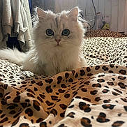 Nün participe au concours pour gagner de l'argent avec cette photo : cat, fluffy, white_cat, leopard_print, blanket, bedroom, indoor, curious, pet, animal, fur, cute, cozy, domestic, relaxed, whiskers, ears, nose, tail, looking