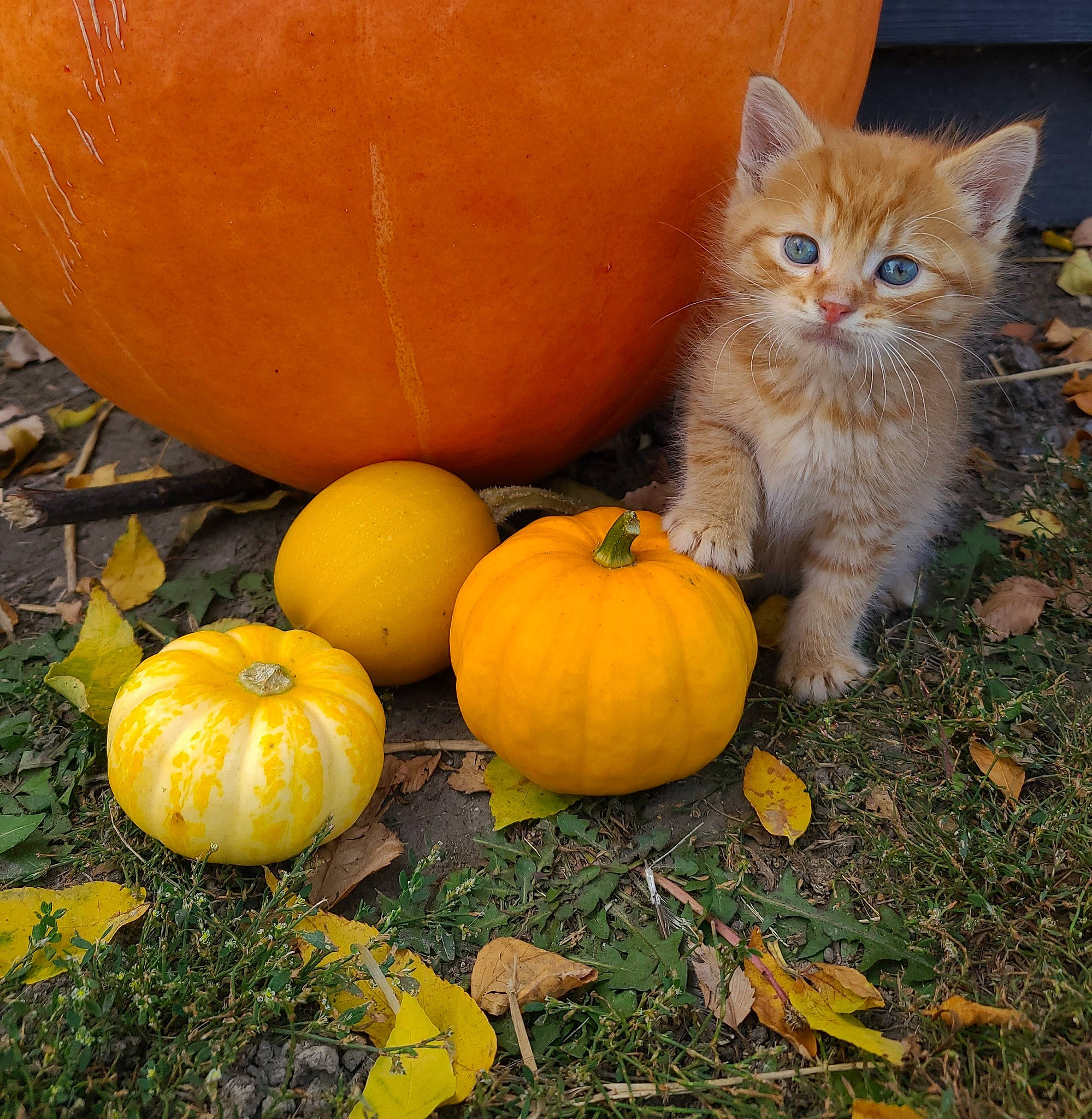 Fanta is registered to the contest to win money with this photo: calabaza, carnivore, cat, cucurbita, door, felidae, food, gourd, grass, natural_foods, orange, plant, pumpkin, small_to_medium_sized_cats, squash, tail, vegetable, whiskers, whole_food, winter_squash