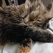 Medusa is registered to the contest to win money with this photo: cat, sleeping, fluffy, fur, paw, resting, closeup, animal, pet, cozy, relaxed, indoor, whiskers, tabby, mammal, cute, feline, soft, bed, domestic