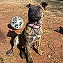 Mercy joined the competition — help win amazing prizes! backyard, ball, brindle, dirt, dog, fence, grass, mammal, nose, outdoors, paw, pet, pink_collar, playful, puppy, scuffed_ball, shadow, sitting, soccer_ball, sunny