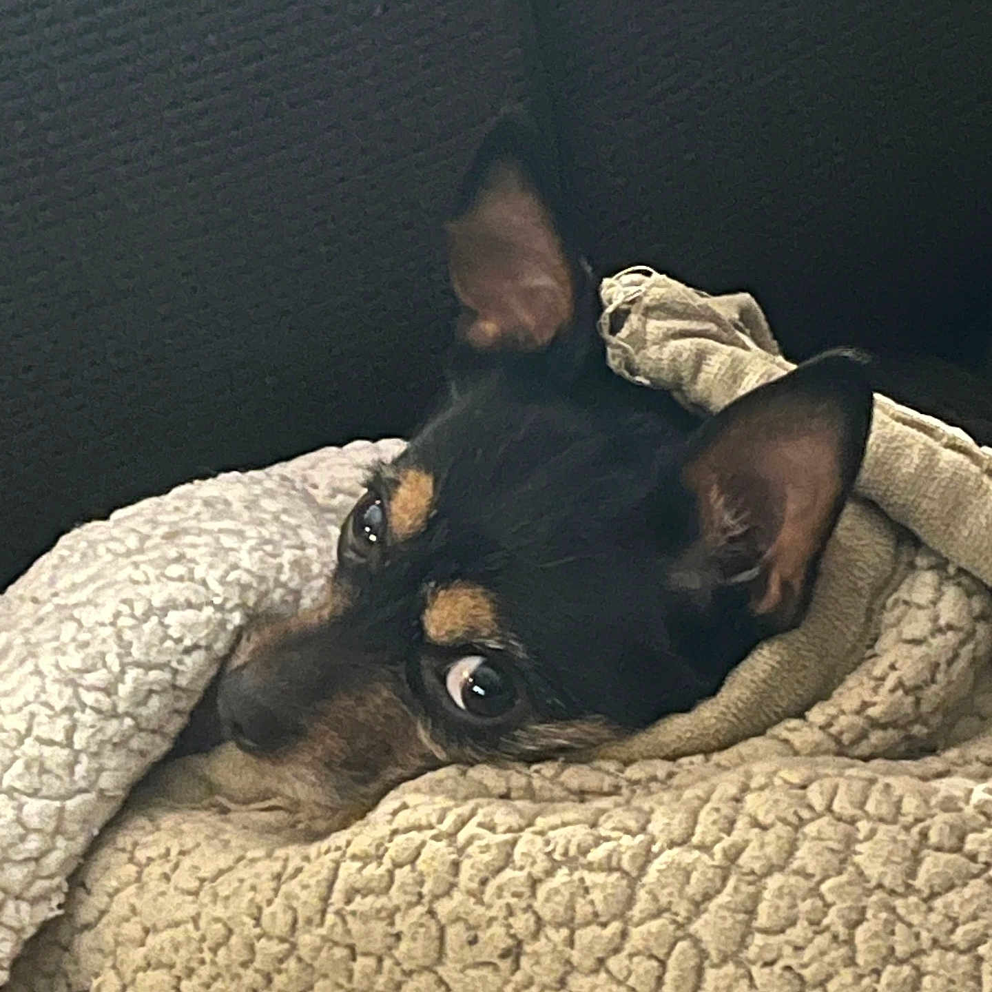 Poppy Jr