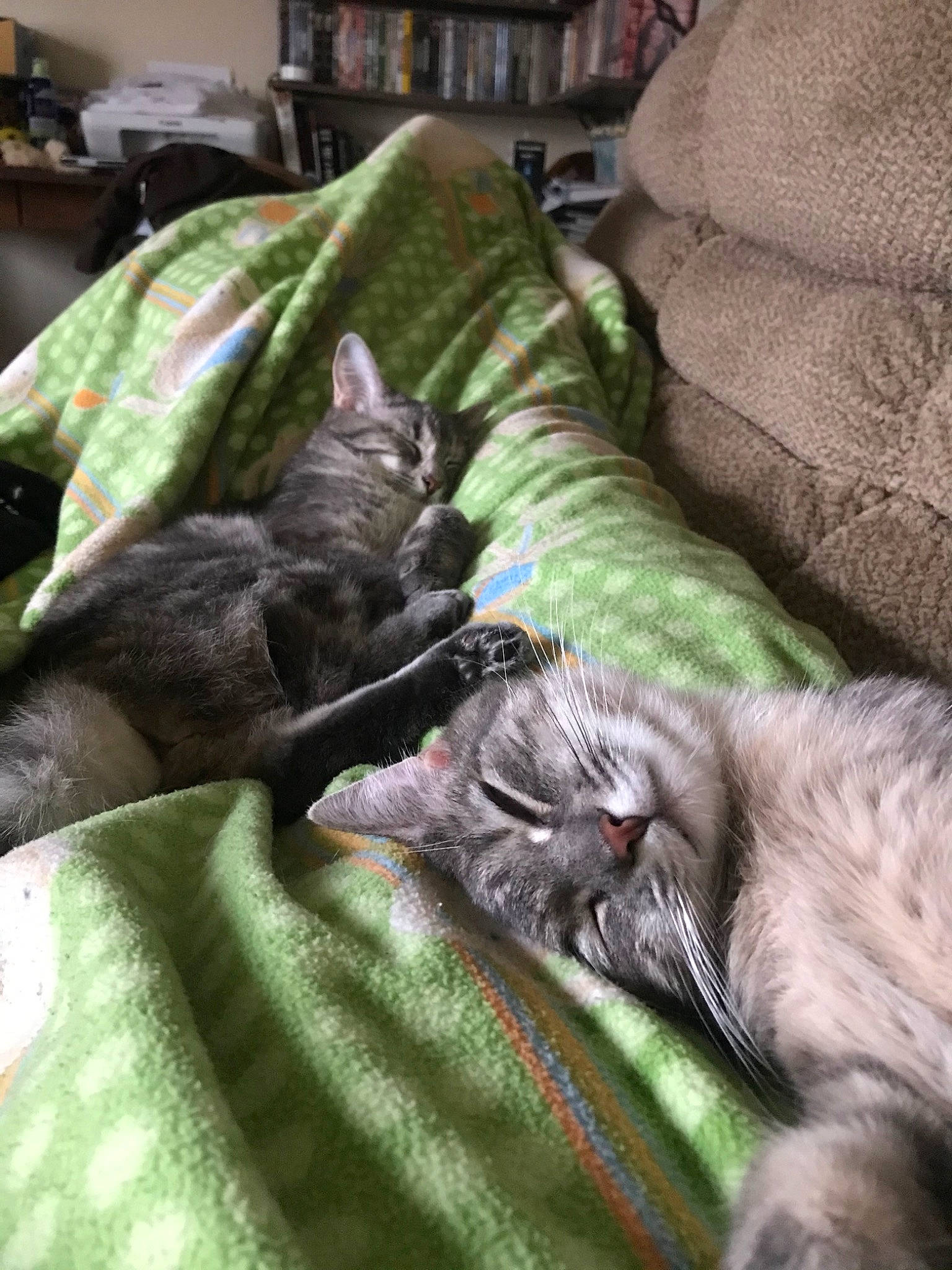 Cheetah is registered to the contest to win money with this photo: canidae, carnivore, cat, felidae, kitten, korat, nap, nebelung, russian_blue, sleep, small_to_medium_sized_cats