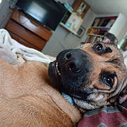 Ruby joined the competition — help win amazing prizes! dog, pet, close_up, lying_down, bed, blanket, indoor, cozy, smile, canine, fur, ears, nose, eyes, collar, room, furniture, television, comfort, relaxation