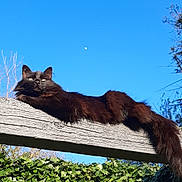 Tao participe au concours pour gagner de l'argent avec cette photo : cat, black_cat, animal, outdoor, wood, ivy, greenery, sky, blue_sky, moon, relaxing, lazy, feline, nature, sunlight, tree, branch, pet, resting, long_tail