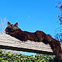 cat, black_cat, animal, outdoor, wood, ivy, greenery, sky, blue_sky, moon, relaxing, lazy, feline, nature, sunlight, tree, branch, pet, resting, long_tail
