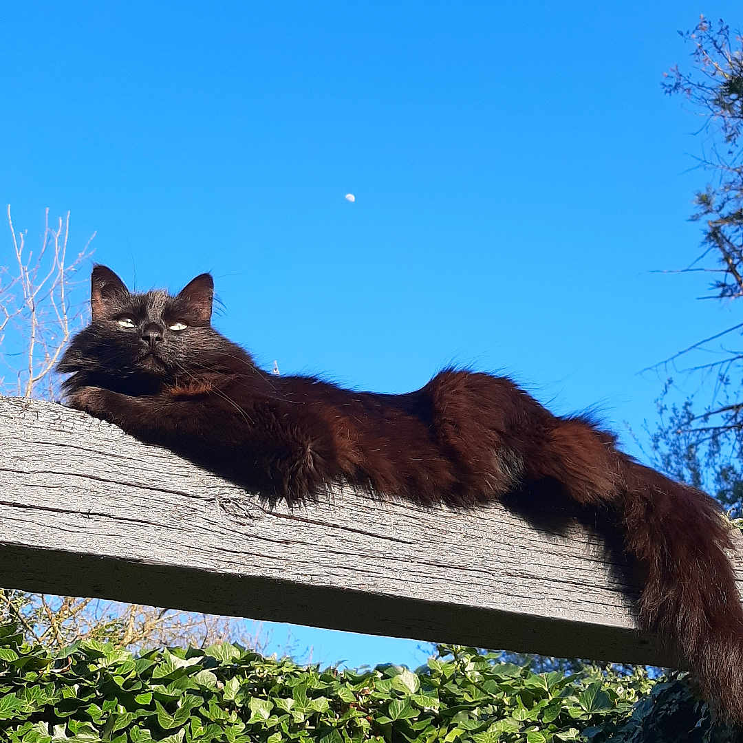 Tao participe au concours pour gagner de l'argent avec cette photo : animal, black_cat, blue_sky, branch, cat, feline, greenery, ivy, lazy, long_tail, moon, nature, outdoor, pet, relaxing, resting, sky, sunlight, tree, wood