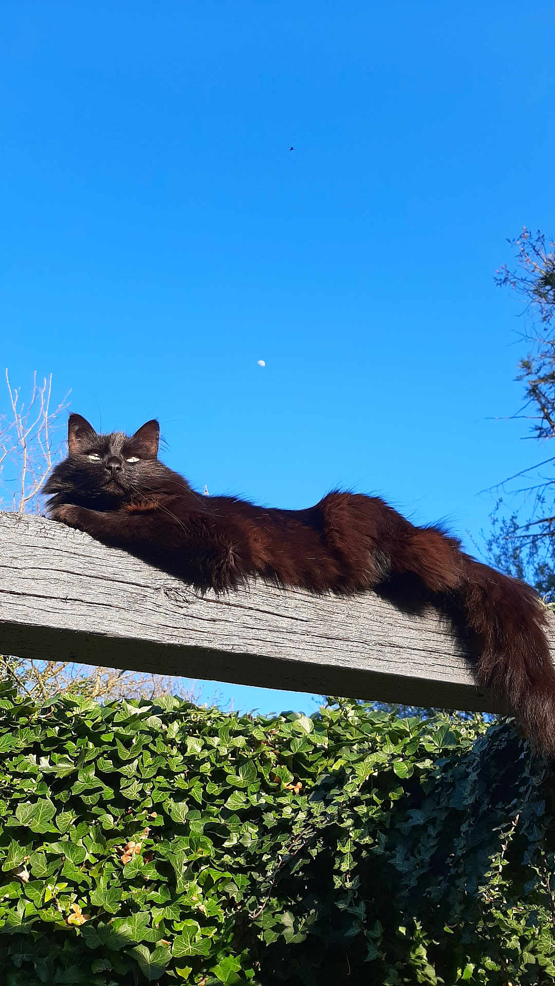 Tao participe au concours pour gagner de l'argent avec cette photo : cat, black_cat, animal, outdoor, wood, ivy, greenery, sky, blue_sky, moon, relaxing, lazy, feline, nature, sunlight, tree, branch, pet, resting, long_tail
