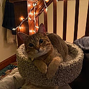 Oscar joined the competition — help win amazing prizes! cat, cat_bed, comfortable, cozy, ears, evening, feline, fur, home_interior, indoor, paws, pet, portrait, relaxed, soft_lighting, staircase, string_lights, tabby, whiskers, wooden_banister