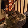 cat, cat_bed, comfortable, cozy, ears, evening, feline, fur, home_interior, indoor, paws, pet, portrait, relaxed, soft_lighting, staircase, string_lights, tabby, whiskers, wooden_banister