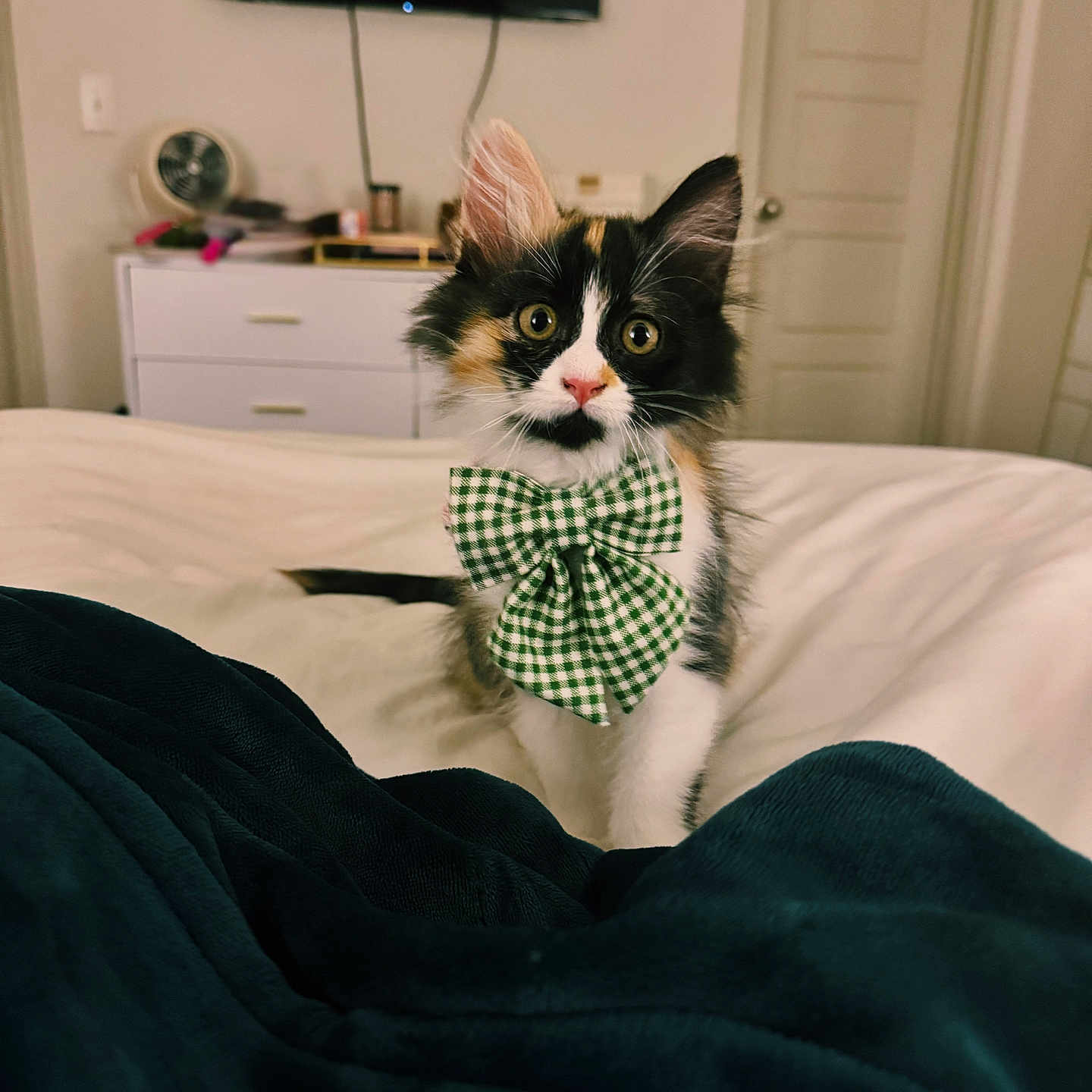 Scottie joined the competition — help win amazing prizes! accessories, animal, bed, bedroom, blanket, cat, computerhardware, couch, electronics, formalwear, furniture, hardware, indoors, kitten, monitor, pet, room, screen, tie, tv