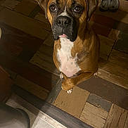 Roscoe is registered to the contest to win money with this photo: dog, boxer, pet, indoor, floor, rug, brown, white, paw, looking_up, animal, companion, cute, waiting, ears, face, eyes, fur, canine, house