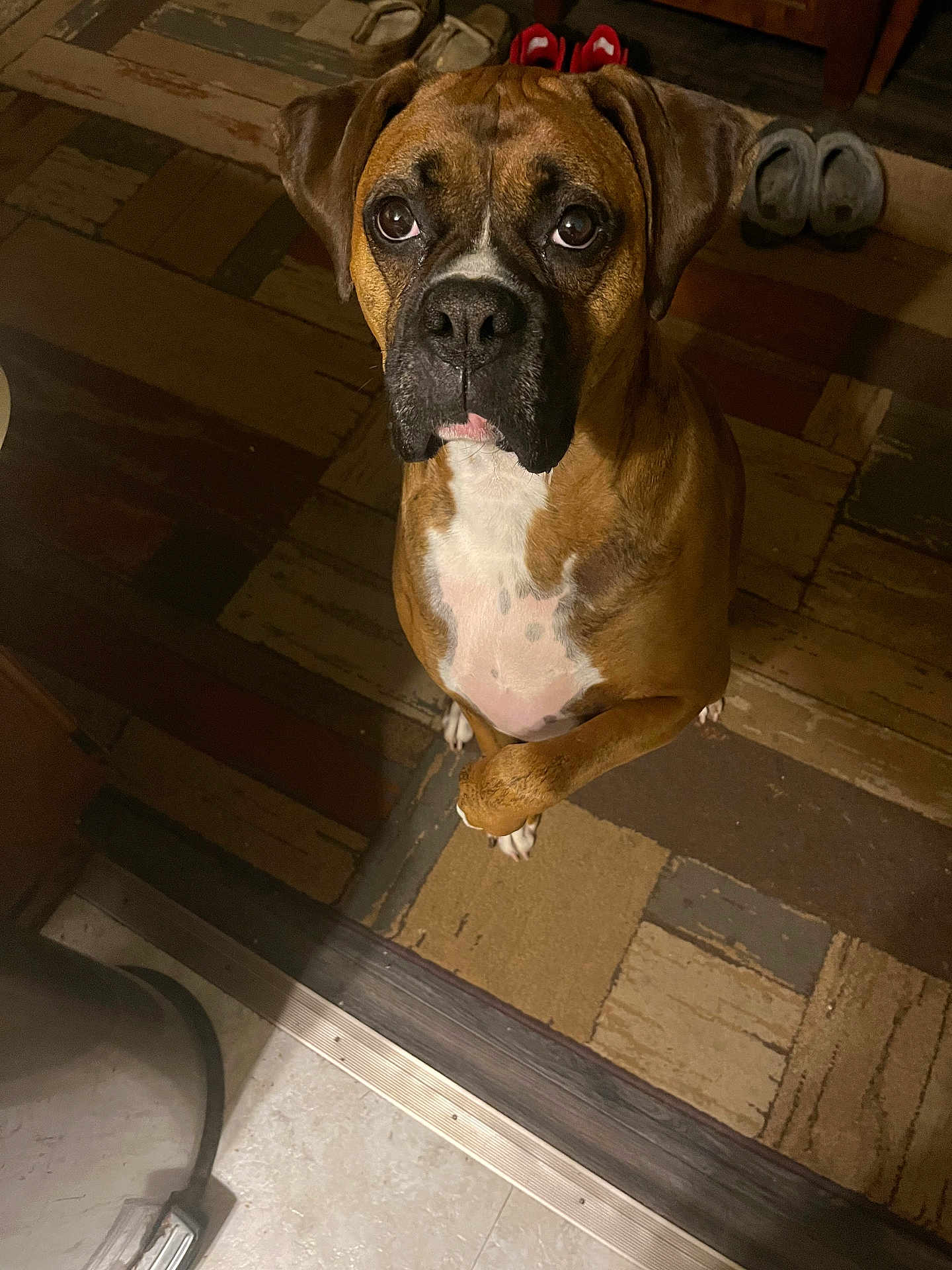 Roscoe is registered to the contest to win money with this photo: dog, boxer, pet, indoor, floor, rug, brown, white, paw, looking_up, animal, companion, cute, waiting, ears, face, eyes, fur, canine, house