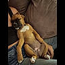 animal, brown, casual, comfort, couch, cozy, cute, dog, fur, home, indoor, lap, person, pet, puppy, relaxing, rest, sleeping, white_patch, young_dog