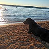 Waylon is registered to the contest to win money with this photo: dog, black_dog, beach, lake, water, shoreline, sunset, sunlight, silhouette, pebbles, sand, outdoor, landscape, swimmers, people, floating, horizon, reflection, summer, relaxation