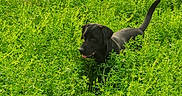 Waylon joined the competition — help win amazing prizes! dog, black_dog, animal, pet, outdoor, grass, weeds, vegetation, greenery, garden, field, nature, standing, walking, tail, floppy_ears, open_mouth, playful, sunlight, landscape
