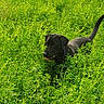 dog, black_dog, animal, pet, outdoor, grass, weeds, vegetation, greenery, garden, field, nature, standing, walking, tail, floppy_ears, open_mouth, playful, sunlight, landscape