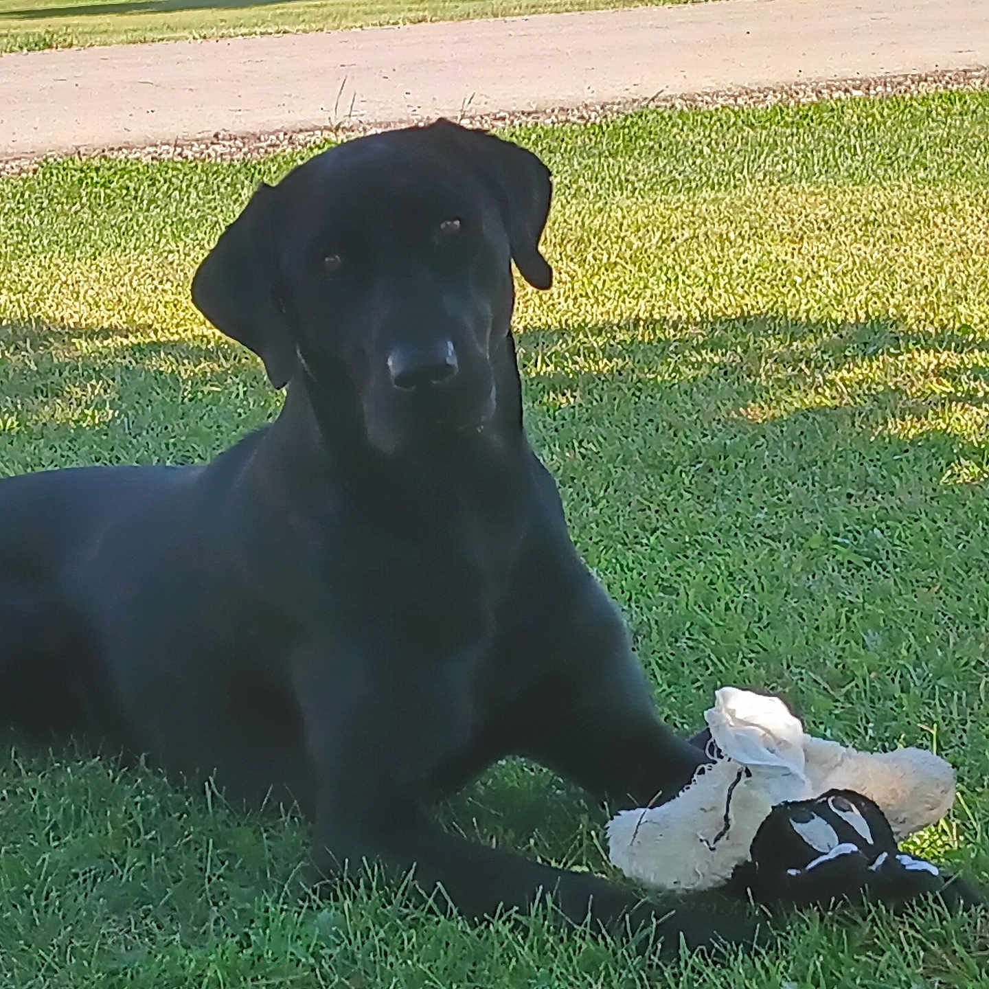 Waylon