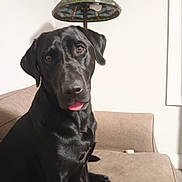 Waylon is registered to the contest to win money with this photo: dog, black_dog, pet, animal, sitting, couch, living_room, indoor, lamp, lampshade, stained_glass, furniture, portrait, close_up, tongue, floppy_ears, shiny_coat, dark_fur, home, humorous