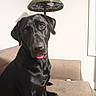 dog, black_dog, pet, animal, sitting, couch, living_room, indoor, lamp, lampshade, stained_glass, furniture, portrait, close_up, tongue, floppy_ears, shiny_coat, dark_fur, home, humorous
