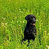 Waylon is registered to the contest to win money with this photo: dog, black_dog, pet, animal, canine, sitting, tongue_out, outdoor, meadow, grass, greenery, dandelions, wildflowers, nature, field, portrait, sunlight, happy, companion, photography