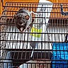 Muscle Up participe au concours pour gagner de l'argent avec cette photo : animal_shelter, cage, canidae, pet_supply, puppy, schnauzer
