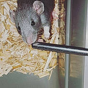 Muscle Up a rejoint le concours — aidez-le/la à gagner de superbes lots ! dormouse, fawn, gerbil, hamster, mouse, muridae, muroidea, pest, rodent, snout, whiskers, white_footed_mice