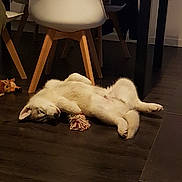 Oslo a rejoint le concours — aidez-le/la à gagner de superbes lots ! canidae, carnivore, companion_dog, dog, floor, flooring, fur, non_sporting_group, paw, table, tail