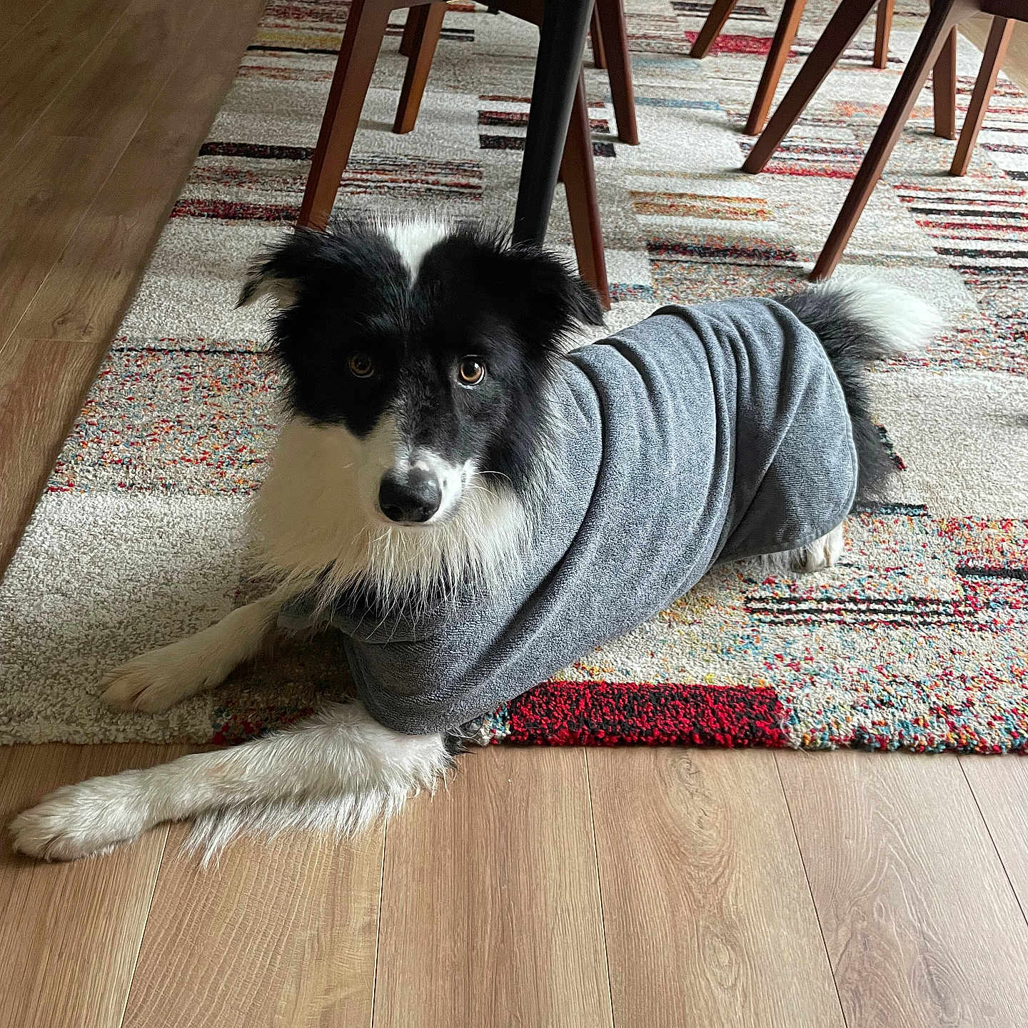Molly a rejoint le concours — aidez-le/la à gagner de superbes lots ! animal, architecture, canine, chair, clothing, diningtable, dog, furniture, hardwood, homedecor, hound, indoors, interiordesign, knitwear, pet, plywood, puppy, sweater, table, wood