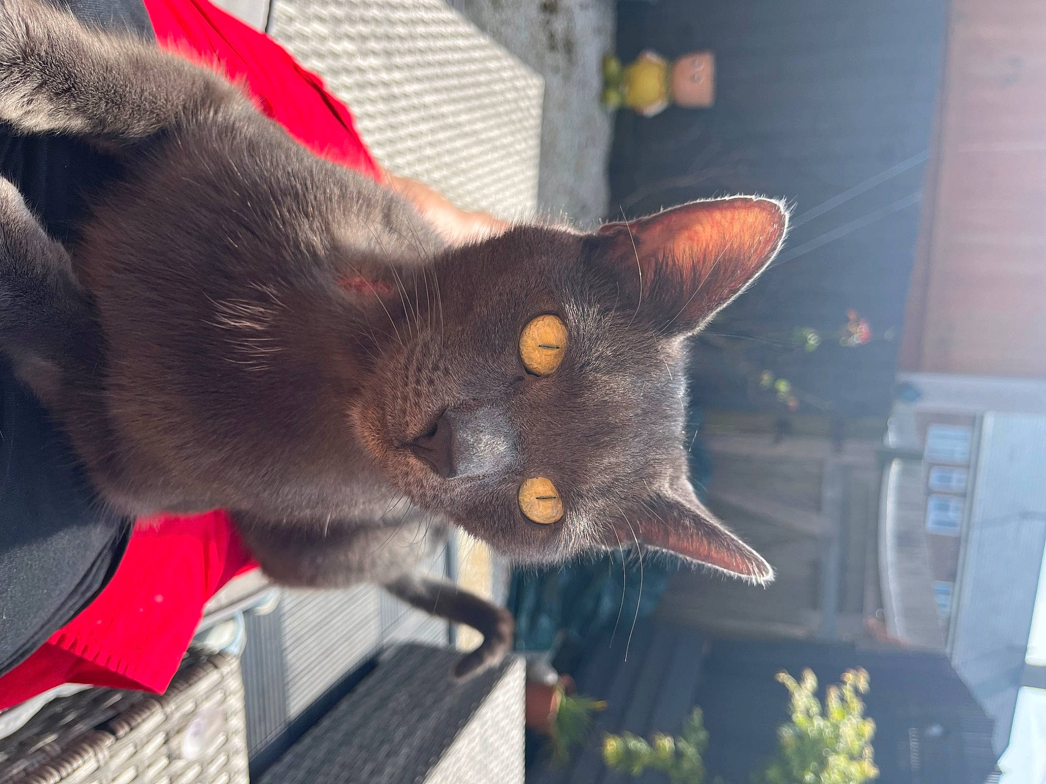 Pepsi joined the competition — help win amazing prizes! black_cat, bombay, canidae, carmine, carnivore, cat, collar, dog_breed, domestic_short_haired_cat, felidae, fur, havana_brown, plant, small_to_medium_sized_cats, snout, tail, tree, whiskers, window