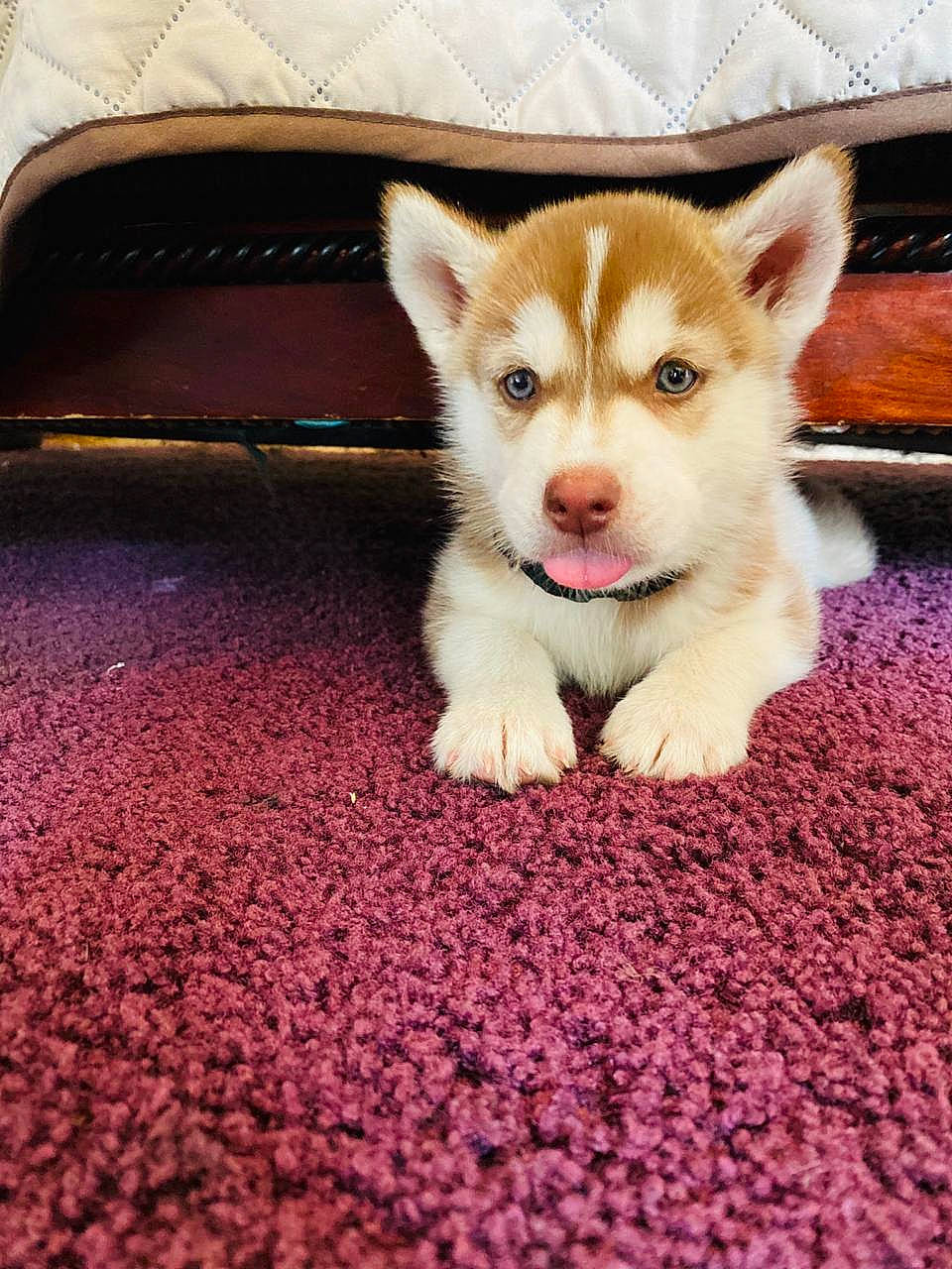 Leo joined the competition — help win amazing prizes! akita, akita_inu, alaskan_malamute, canidae, canis, carnivore, dog, dog_breed, fawn, mammal, miniature_siberian_husky, puppy, rare_breed_dog, sakhalin_husky, siberian_husky, snout, vertebrate, wolfdog