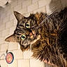 Nalla participe au concours pour gagner de l'argent avec cette photo : cat, tabby_cat, fluffy, long_hair, green_eyes, whiskers, pink_tongue, animal, pet, close_up, portrait, indoors, cozy, fur, striped_fur, lying_down, playful, curious, warm_lighting, photography