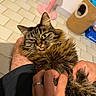 Nalla a rejoint le concours — aidez-le/la à gagner de superbes lots ! cat, tabby, fluffy, pet, animal, tongue, whiskers, green_eyes, fur, close_up, portrait, being_held, human_hands, indoor, bathroom, tile_floor, pink_toy, pet_house, funny_expression, photography