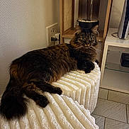 Nalla participe au concours pour gagner de l'argent avec cette photo : cat, long_hair, tabby, brown_fur, black_fur, green_eyes, whiskers, ears, tail, lying_down, lounging, blanket, indoors, home, furniture, shelving, water_fountain, tiled_floor, portrait, cozy