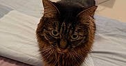 Nalla participe au concours pour gagner de l'argent avec cette photo : cat, brown_cat, fluffy, long_hair, feline, pet, animal, bed, bedroom, indoors, television, fan, furniture, bedding, pink_blanket, white_sheet, toy, standing, looking_at_camera, portrait