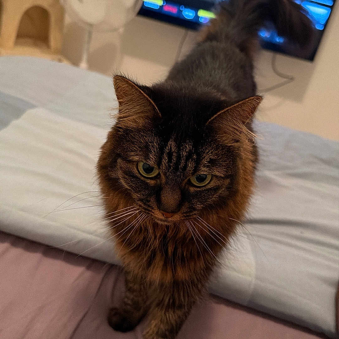 Nalla