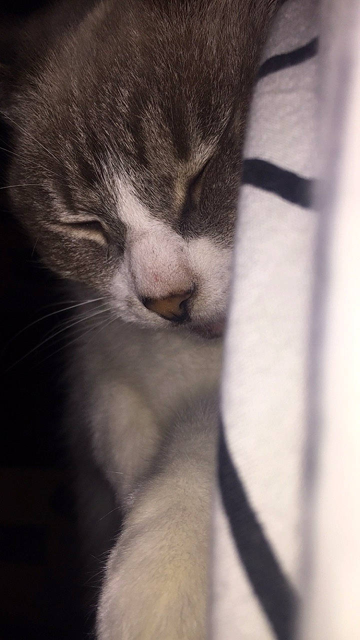 Chanel a rejoint le concours — aidez-le/la à gagner de superbes lots ! american_wirehair, black_and_white, carnivore, cat, close_up, domestic_short_haired_cat, european_shorthair, eye, felidae, fur, kitten, nap, nose, polydactyl_cat, sleep, small_to_medium_sized_cats, snout, whiskers