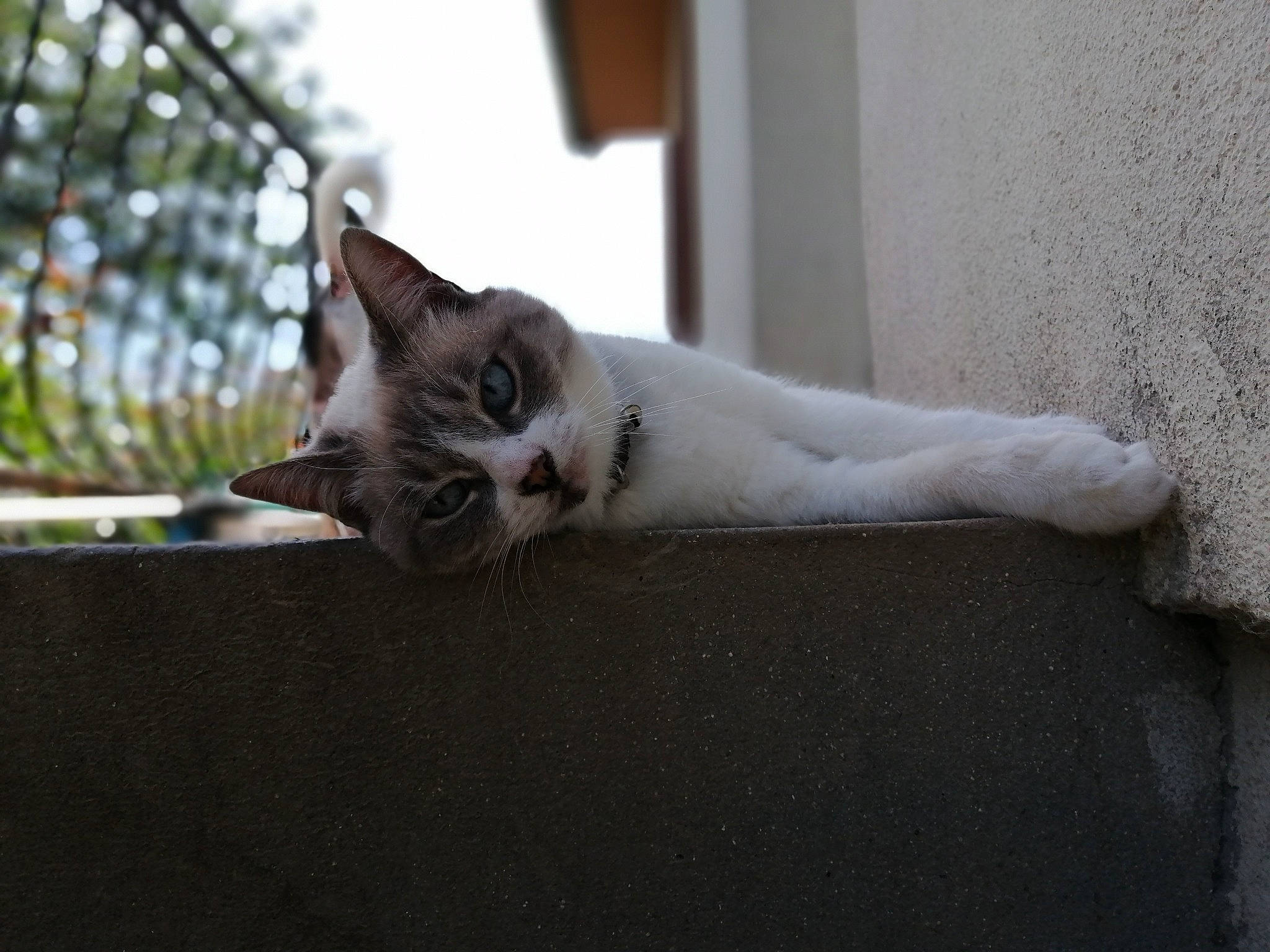 Chanel participe au concours pour gagner de l'argent avec cette photo : aegean_cat, american_wirehair, asian, carnivore, cat, domestic_short_haired_cat, european_shorthair, felidae, kitten, mammal, ojos_azules, polydactyl_cat, singapura, small_to_medium_sized_cats, whiskers